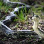 Serpent In The Garden 2