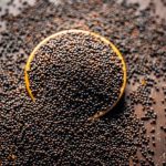 FAITH LIKE THE GRAIN OF MUSTARD SEED